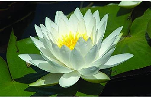 Lincolnshire Pond Plants Ltd - Aquatic Pond Plants White Gladstoniana Water Lily - Pond Plants - VLW05-Loose Root