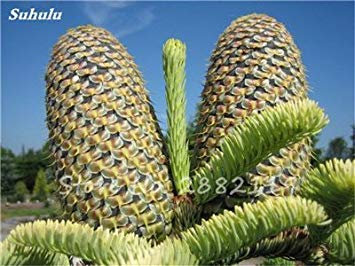 vegherb Mixed: Abies Samen, Koreanische Tanne, Nordmannstanne (Weihnachtsbaum, Conifer) Samen Baum. Haus-Garten Bonsaipflanzen und Blumen-Samen 100 Stück