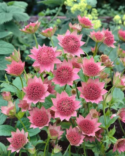 Astrantia maxima ca. 9x9 cm Topf - Große Sterndolde, rosa Blüten, Blütezeit Juni-August, ideal für halbschattige Beete, bienenfreundlich, pflegeleicht