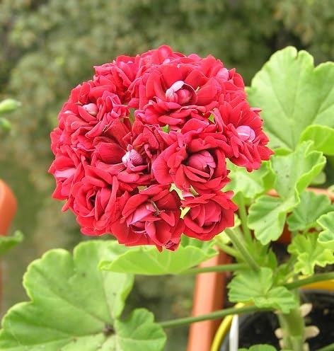 100 piezas de semillas de geranio rojo