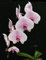 100 Pz/Borsa Rara Mini Semi di Orchidea Phalaenopsis Orchidea Intérieur Miniature Jardin Semi di Fiori Orchidea Vaso Jardin de Casa Pianta Giallo