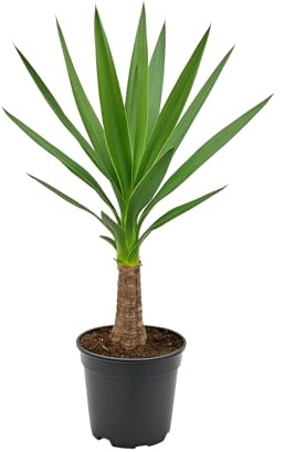 Yucca-Palme (Yucca elephantipes) ca. 40–50cm – pflegeleichte Zimmerpflanze für hellen Standort – robust, dekorativ & luftreinigend – ideal für Wohnzimmer, Büro & Terrasse