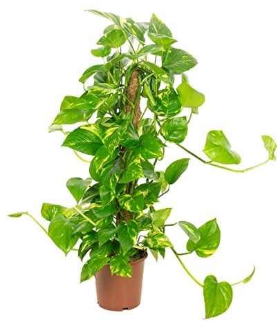 Efeutute sull'asta di muschio, facile da pulire, Epipremnum aureum, altezza ca. 80 cm, diametro vaso 19 cm