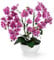 PASCH® XXL Kunstblume Orchidee groß (56cm) in Hochglanz-Keramiktopf | Orchideen künstlich | Kunstblumen wie echt | künstliche Orchideen im Topf | künstliche Blumen im Topf | Kunstblumen im Topf