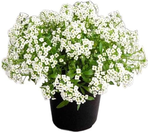 Lobularia de Primavera en Maceta Planta Natural Resistente para Exteriores con Floración Duradera