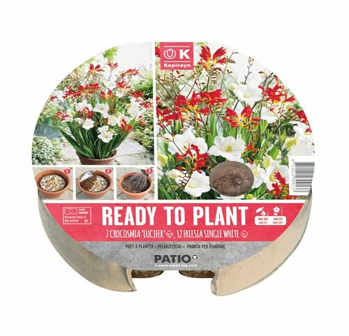 Ready to Plant 19 Spring Flower Bulbs in Round Biodegardable Tray (Plant March to May for June to September Flowering)