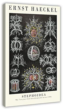 Vintage Ernst Haeckel Botanische Drucke - The Black And White Collection - Malposter Wandkunst G Leinwand Poster Wandkunst Dekor Druck Bild Gemälde für Wohnzimmer Schlafzimmer Dekoration Rahmenstil