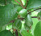 Actinidia arguta - Hardy Kiwi Berry - Pianta semi rari (20)