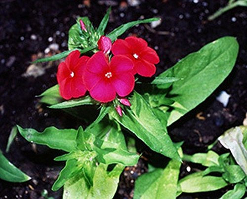 Phlox- Scarlet -rot- 200 Samen