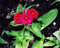 Phlox- Scarlet -rot- 200 Samen