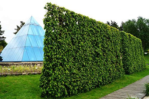 Hainbuchenhecke Containerware 80-100 cm hoch im Rabatt-Paket - Carpinus betulus floranza® 10 Stück