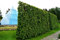 Hainbuchenhecke Containerware 80-100 cm hoch im Rabatt-Paket - Carpinus betulus floranza® 10 Stück