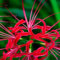 Comprar semillas araña roja flor del lirio 240pcs flor de la planta de Lycoris radiata Jardín