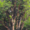 semi di jabuticaba piante rare di alberi da frutto semi di piante decorazione piante semi di piante d'appartamento frutti esotici pianta da balcone in vaso alberi piante da 100pcs