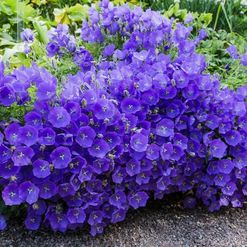 Bloomique – 6er-Set – Glockenblume (Campanula carpatica 'Blue Clips') – Reichblühend – Winterhart – Mehrjährig – 10–20 cm hoch – Topf 9 cm