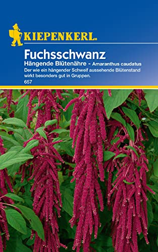 Fuchsschwanz, 'Hängende Blütenähre'