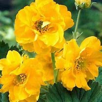 GEUM Lady Stratheden Hardy Perennial Flowering Plant in 9cm Pot