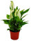 Exotenherz - Mini-Spathiphyllum - Mini-Einblatt - 7cm Topf - Zimmerpflanze