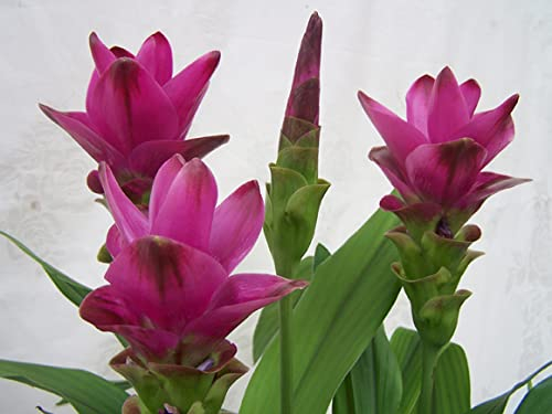 30 Curcuma samen kurkuma bodendecker pflanzen winterhart balkonpflanzen winterhart planzen