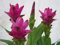30 Curcuma samen kurkuma bodendecker pflanzen winterhart balkonpflanzen winterhart planzen