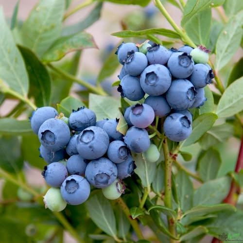 Heidelbeere Blaubeere reichtragend aromatisch winterhart 40-60 cm
