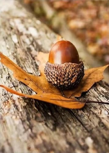 Uixxducc 1er Premium Poster & Kunstdrucke, Leinwandbilder Herbstbilder Aesthetic Dekoration, Ohne Rahmen - Herbst Poster Für Schlafzimmer Wohnzimmer (F,13 * 18cm)