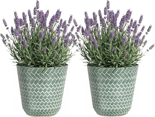 SG Traders Nantucket Plant Pot - Flower Planters Outdoor, Large Garden Pots Elegant Design, Versatile for Your Outdoor Space, Enhance Your Garden (Pack of 2)