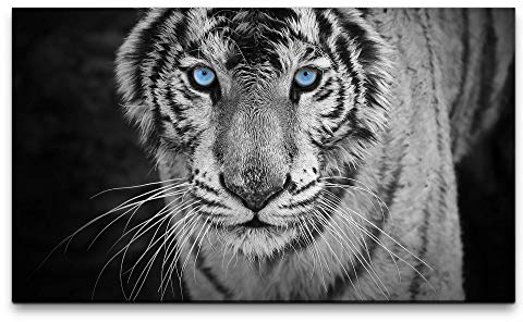 Bilder XXL Weißer Tiger 120x70cm Wandbild auf Leinwand