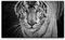 Bilder XXL Weißer Tiger 120x70cm Wandbild auf Leinwand