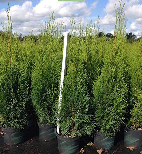 30-50 cm 1 Liter: Thuja Emerald Tree Of Life, Topfqualität, Bestseller