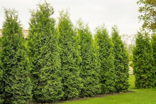 10 Thuja Brabant 120-140cm ohne Topf gemessen frisch vom Feld Gartenhecke Heckenpflanzen Immergrüner Lebensbaum Hecke Sichtschutz Hecke