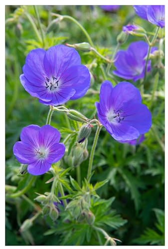 3 x Geranium pratense 'Johnson's Blue' (Winterhart/Stauden/Staude/Mehrjährig/Bodendecker) Storchenschnabel/Storchschnabel - Sehr Bienenfreundlich - intensiv leuchtendes Blau - von Stauden Gänge