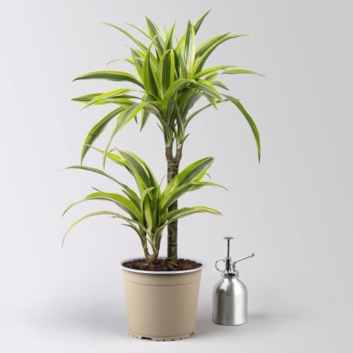 Duftender Drachenbaum 'Lemon Lime', Topf-Ø 17 cm, 2er Tuff, Höhe ca. 65 cm