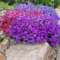 800 SEMI FIORI AUBRIETA AUBREZIA NANA GIARDINO AIUOLE VASO TERRAZZO SEEDS SEMILLAS GRAINES