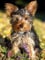 Schwagebo Puzzle 1000 Pieces Yorkshire Dog Poster Wooden Puzzle For Adult Educational Game Family Decompression Toy Yk138Zy