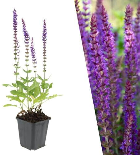 Plants by Frank Salvia Nemorosa Ostfriesland, 12x Salbei Pflanzen, Ø 9 cm | Blüten-Salbei Pflanze mit Violette Blütenfarbe, Bodendecker Winterhart Mehrjährig, Stauden, Topf 9 cm, Höhe: 15 cm