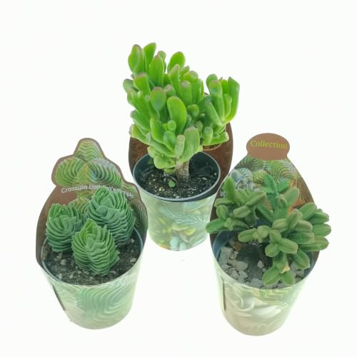 Set di 3 piante grasse vere da collezione in vasi diam. 6.5 cm- CRASSULA.