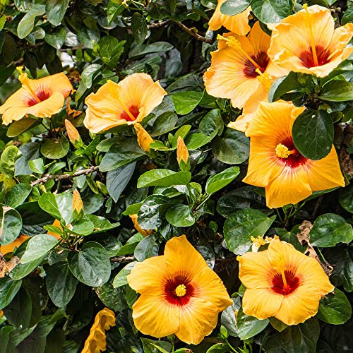 hibiskus pflanze winterhart - 100 pcs gelb hibiskus winterhart samen (Hibiscus mutabilis) blumensamen, kletterpflanzen winterhart balkonpflanzen, winterharte pflanzen für garten
