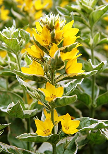 WASSERPFLANZEN WOLFF - Lysimachia punctata 'Alexander' - panaschierter Gold-Felberich - Tüpfelstern - Qualitätsstaude durchwurzelt im 9x9 cm Topf