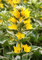 WASSERPFLANZEN WOLFF - Lysimachia punctata 'Alexander' - panaschierter Gold-Felberich - Tüpfelstern - Qualitätsstaude durchwurzelt im 9x9 cm Topf
