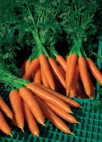 Carrot Plug Plants (3 Plugs)