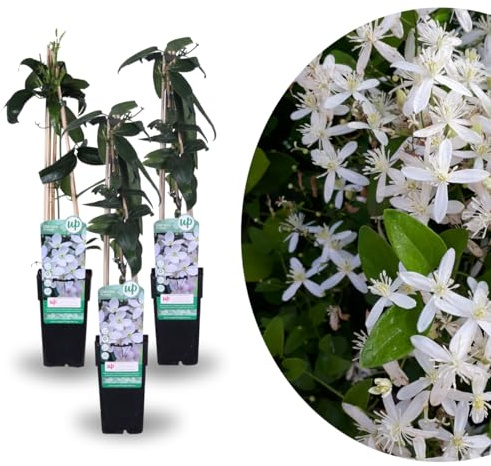 My Green Help – 3x PIANTE CLEMATIS ARMANDII – Rampicante vigorosa sempreverde con fiori profumati in Primavera – Vasi Ø15 cm, H 60–70 cm – per pergolati, muri, recinzioni e grigliati