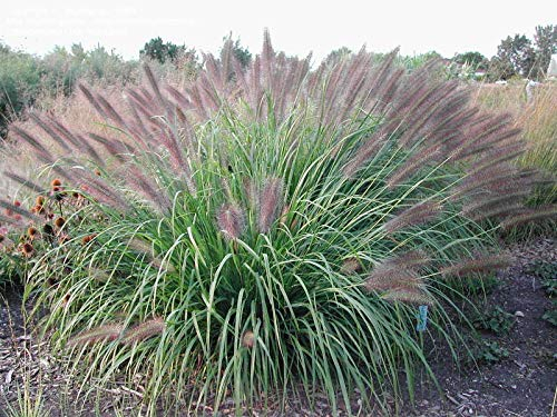 3 x Pennisetum alopecuroides 'Red Head' im 1 Liter Topf (Ziergras/Gräser/Winterhart/Mehrjährig/Staude/Stauden) Rotes Lampenputzergras - Rote Blüten, die faszinieren - von Stauden Gänge