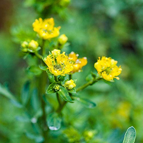 Seeds Germination Seeds : Rue Herb Plant Flower Seeds 100 Baby Yellow A Outdoor Living: Only Seeds
