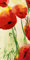 Germanposters Heidi Reil Poster Kunstdruck Klatschmohn