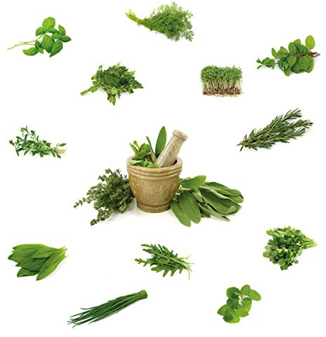 Eurographics WS-DT30053 Different Herbs Windowsticker Sticker 70 x 25 x 0,4 cm, grün