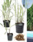 10 x Jumbogras® Pflanzballen, Elefantengras 'Miscanthus x giganteus', Sichtschutz, schnellwüchsige Gräserhecke, Solitärgras, Gräser-Beet (Größe MIDI)