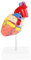 Anatomisches Herzmodell, Anatomiemodell des menschlichen Herzens - 2 Stücke Herzmodell Anatomie Lebensgröße Medizinisches Herzmodell,Plakat/Modell