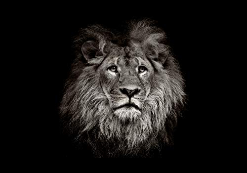 wandmotiv24 Fototapete Löwe schwarz weiß 2, XXL 400 x 280 cm - 8 Teile, Wanddeko, Wandbild, Wandtapete, Afrika Tier Portrait Motivation M6545