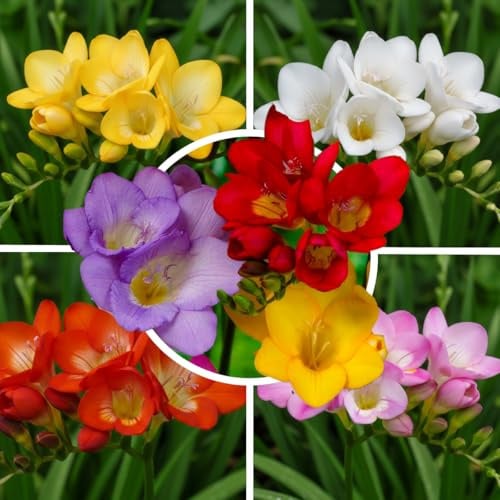 Freesien Zwiebeln Duftend - Einzelblüten Mix - 50 Blumenzwiebeln | Duftende Freesienzwiebeln aus Holland, Einzelblüten-Mischung, 5 Farben, für Garten, Blüte Juni-September (kein Samen)